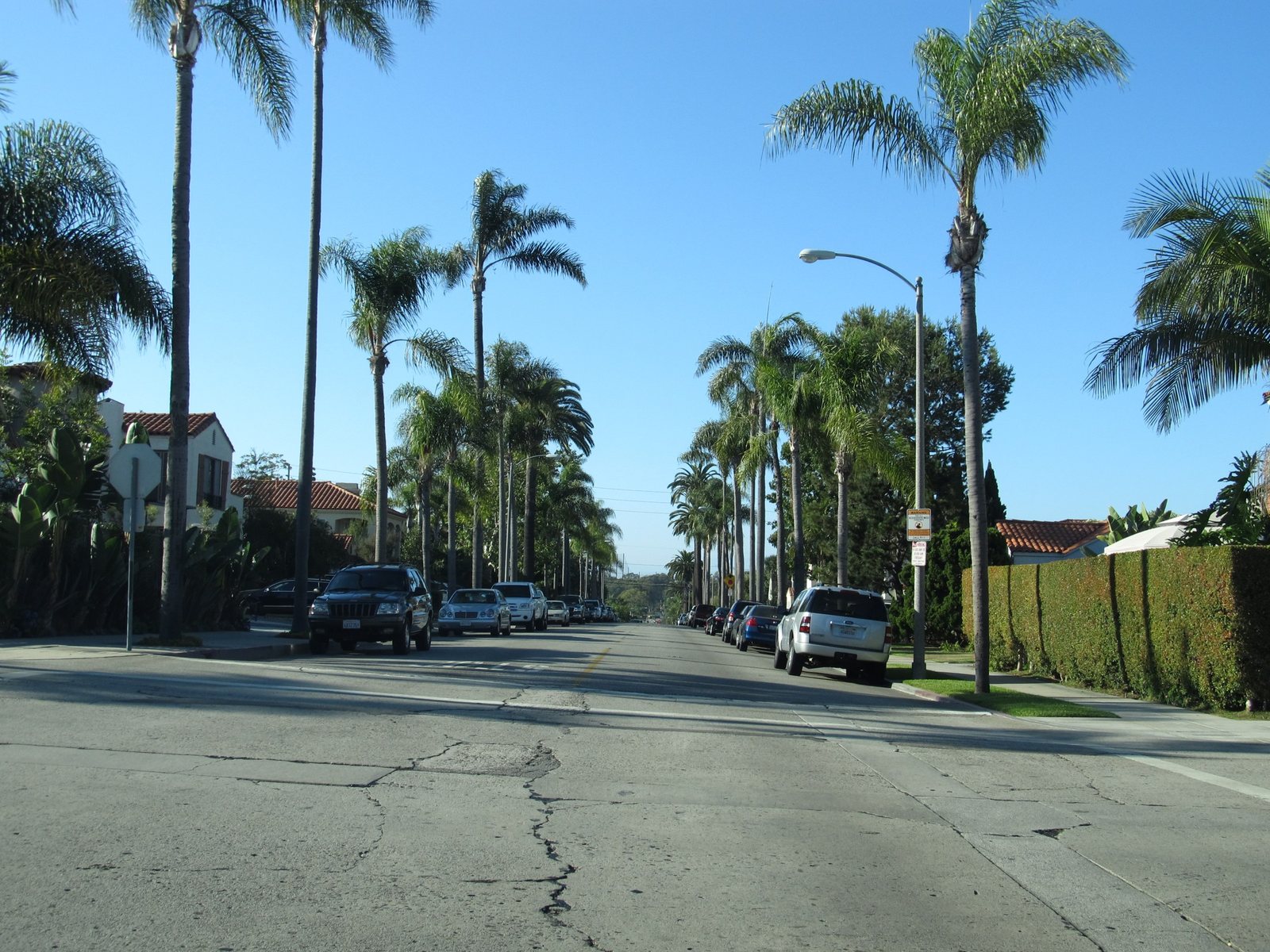 Palm-lined residential street in Long Beach